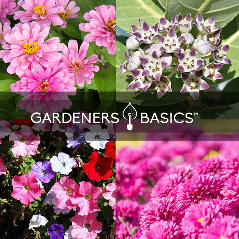 Gardeners Basics black-eyed-susan seeds for cheerful blooms