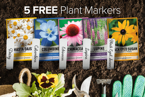 Gardeners Basics black-eyed susan brightens borders with cheerful, long-lasting blooms.