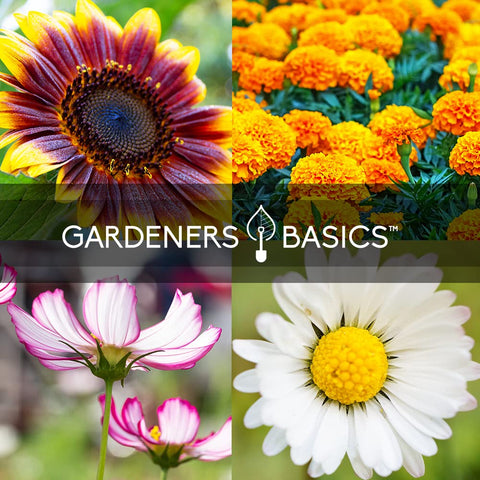 Gardeners Basics Candystripe Cosmos seeds create striped blooms that invite butterflies.