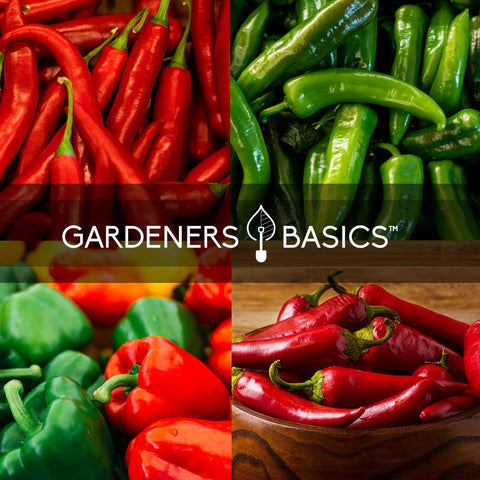 Gardeners Basics cayenne pepper seeds for spicy sauces and cooking