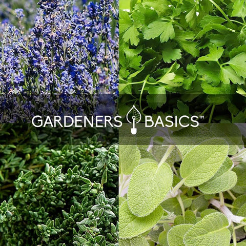 Gardeners Basics comprehensive seed vault enabling long-term food storage and learning