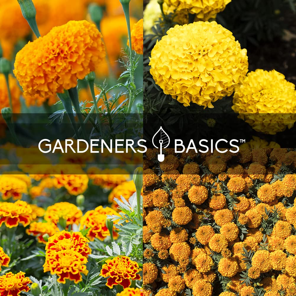 Gardeners Basics French marigold sparky mix seeds provide vibrant color for beds