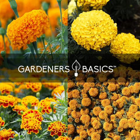 Gardeners Basics French marigold sparky mix seeds provide vibrant color for beds
