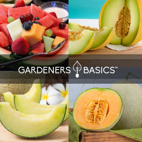 Gardeners Basics Green Flesh Honeydew seeds for refreshing melon harvests.