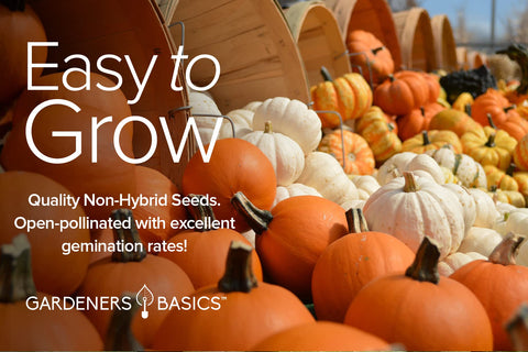 Gardeners Basics Jack Be Little pumpkin seeds suited for compact gardens and mini pumpkins.