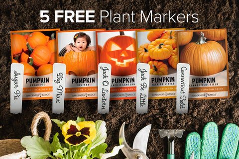 Gardeners Basics Jack O Lantern pumpkin seeds ideal for carving and fall displays.