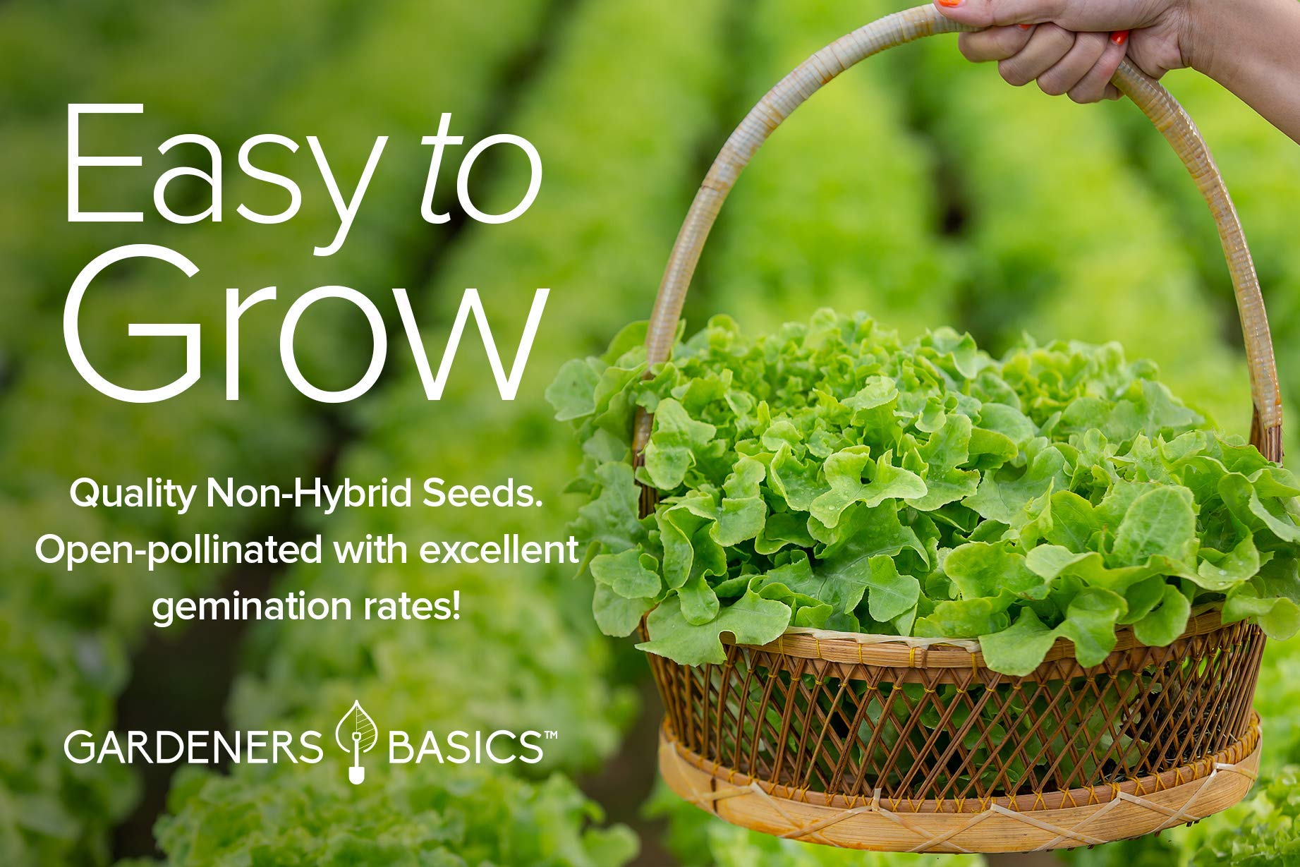 Gardeners Basics Kale Vates Blue Scotch Curled seeds prepared for sowing