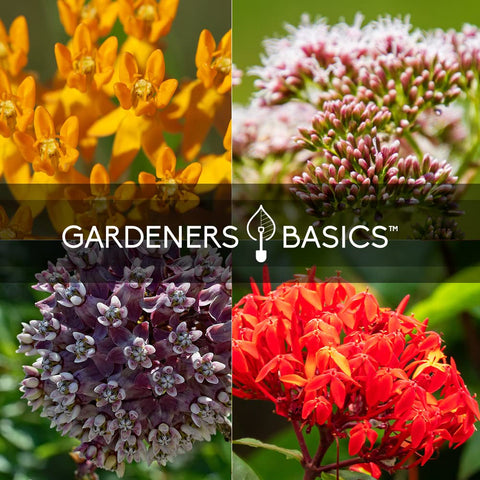 Gardeners Basics Milkweed Showy Seeds yield striking blossoms for pollinators.