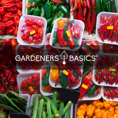 Gardeners Basics mini white habanero seeds for compact plants
