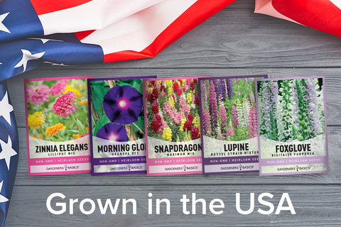 Gardeners Basics morning glory grandpa ott seeds ready to sow for vines.