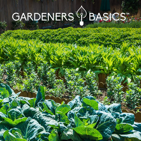 Gardeners Basics open-pollinated heirloom seeds you can save