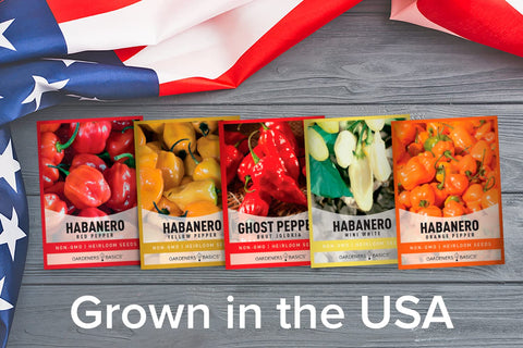 Gardeners Basics orange habanero seeds for bright spicy peppers