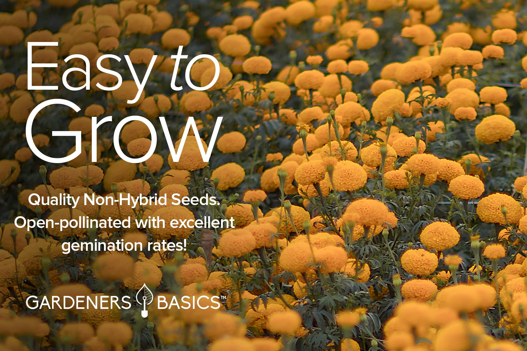 Gardeners Basics pollinator-friendly marigolds invite bees and beneficial insects