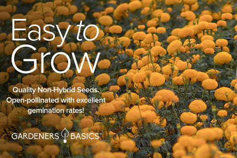 Gardeners Basics pollinator-friendly marigolds invite bees and beneficial insects