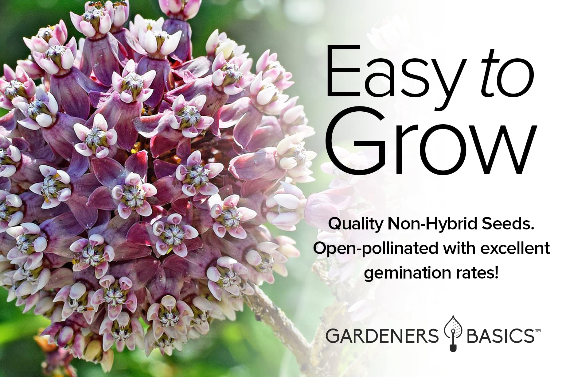 Gardeners Basics Milkweed Flowers boost a pollinator garden drawing butterflies and bees.