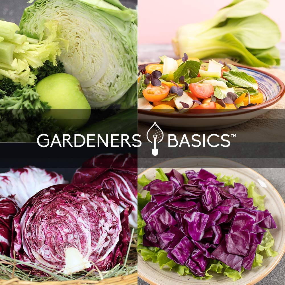 Gardeners Basics Red Acre seed packets for vibrant salads