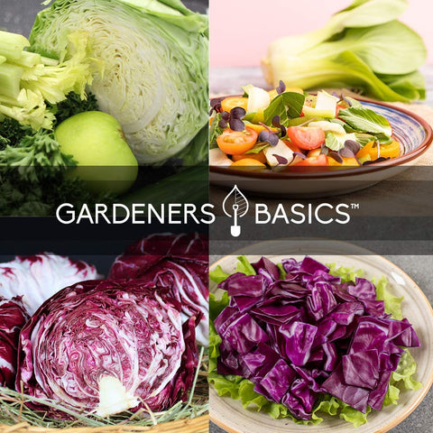 Gardeners Basics Red Acre seed packets for vibrant salads