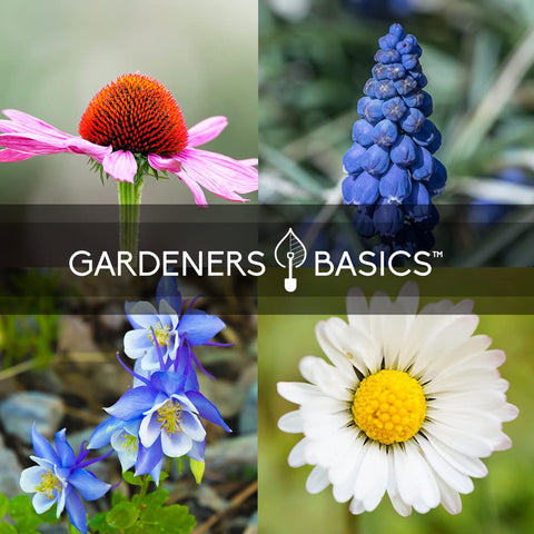 Gardeners Basics Shasta daisy brings classic white blooms and fresh cut flower options.