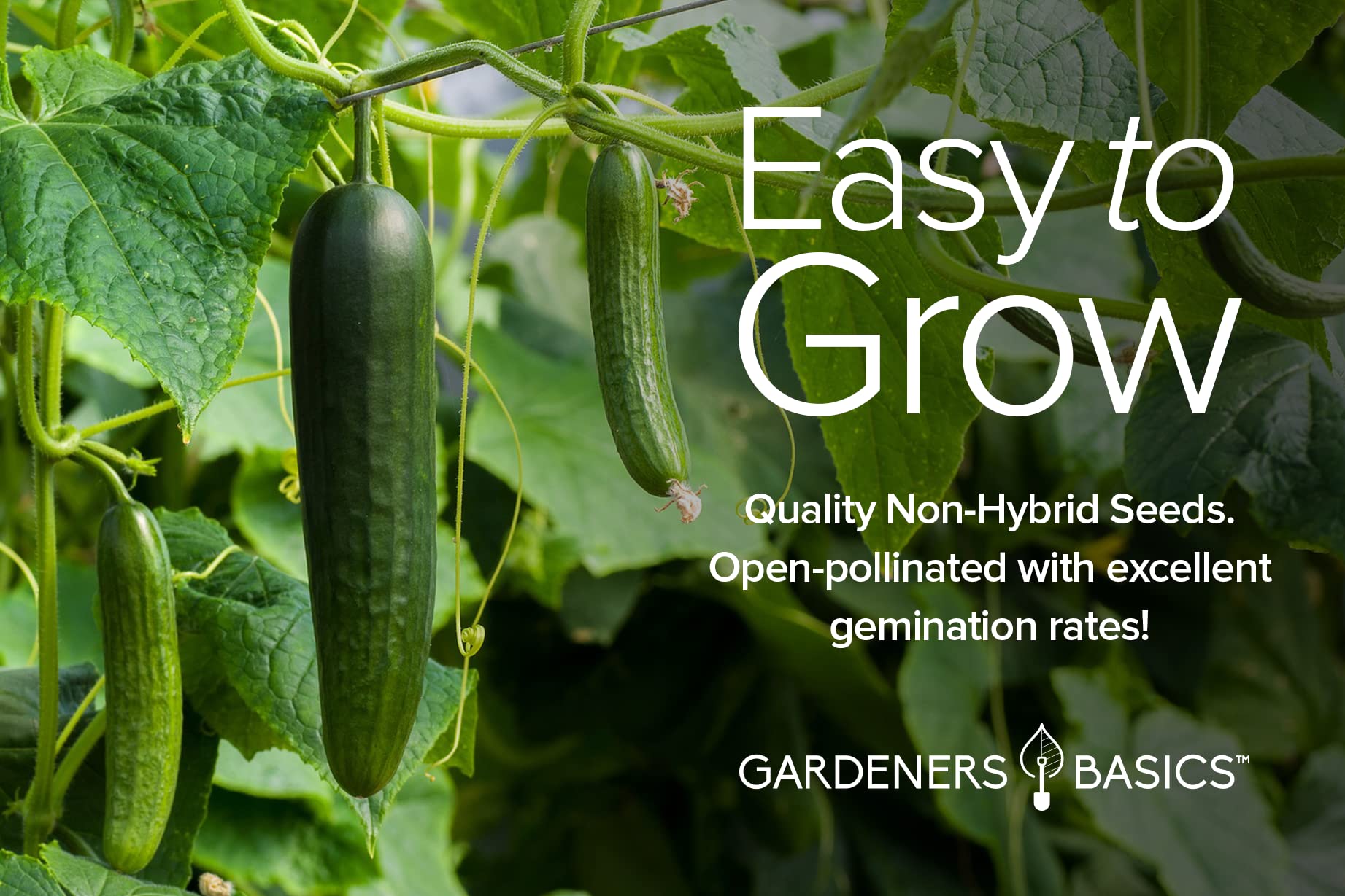 Gardeners Basics Straight Eight cucumber seeds for crisp slicers with classic taste.