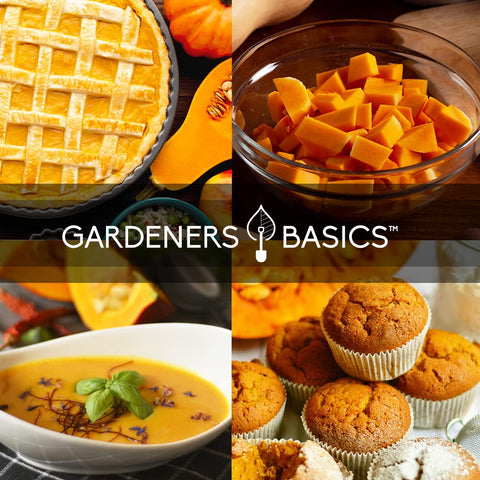 Gardeners Basics Sugar Pie pumpkin seeds great for pies and autumn treats.