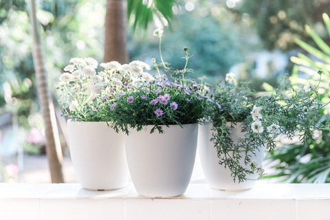 Gardenix Decor succulent-friendly self-watering pot for easy care.
