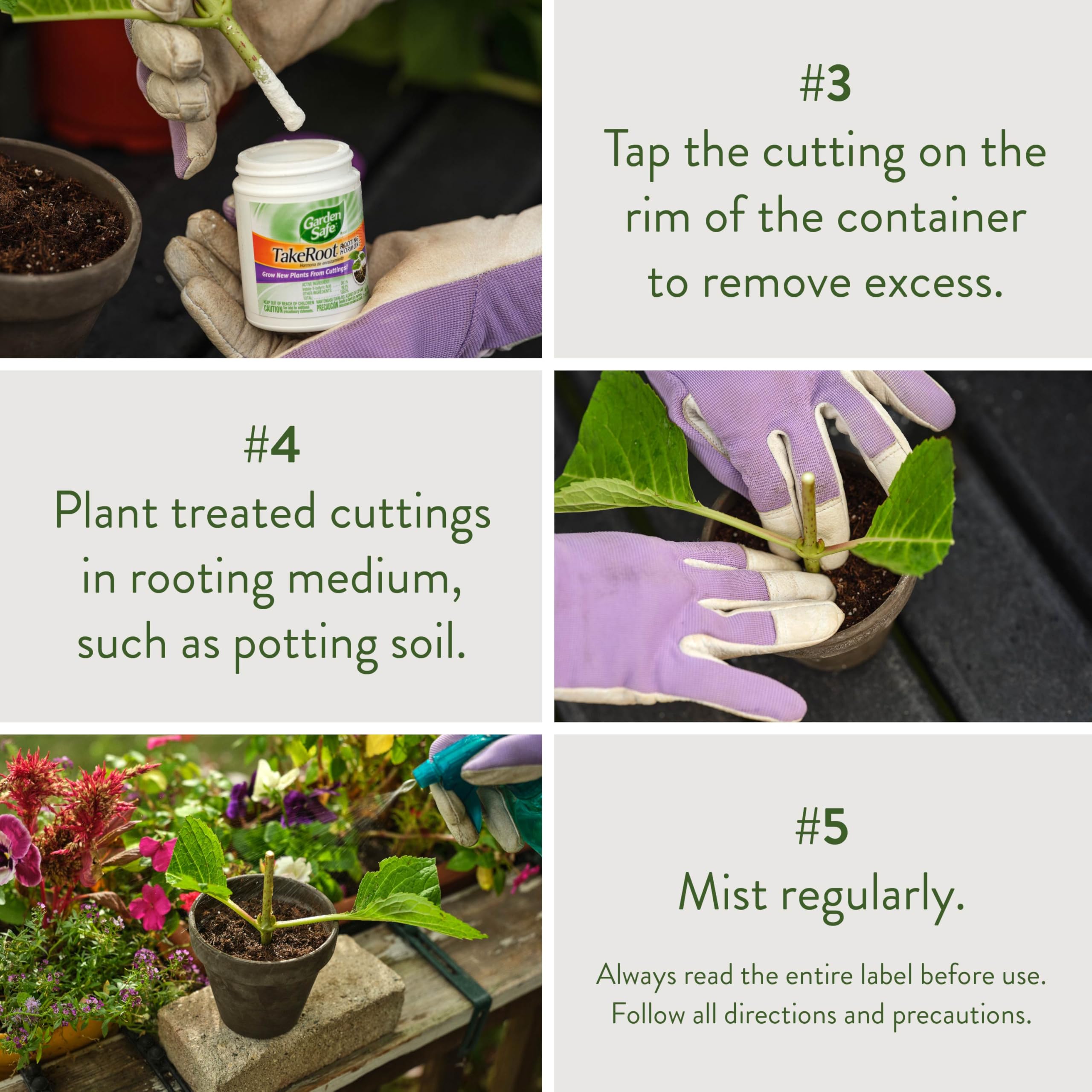 Garden Safe TakeRoot used with African violets and roses from cuttings