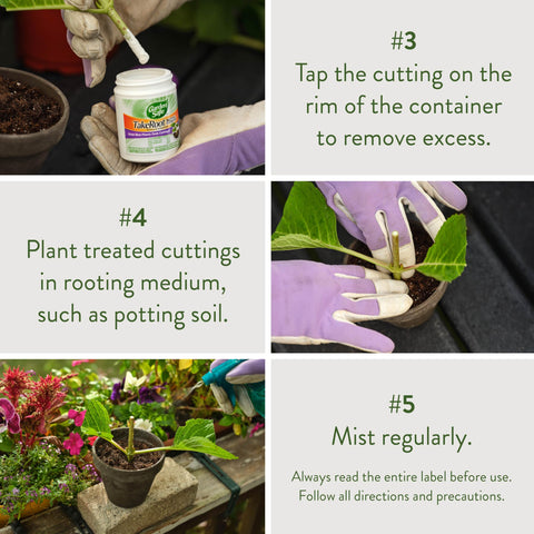 Garden Safe TakeRoot used with African violets and roses from cuttings