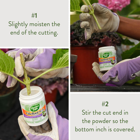 Garden Safe TakeRoot applied to cut ends supports growth