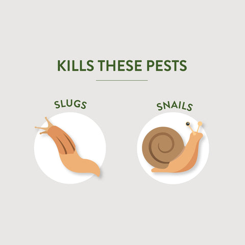 Garden Safe bait spread on lawn for slug and snail control.