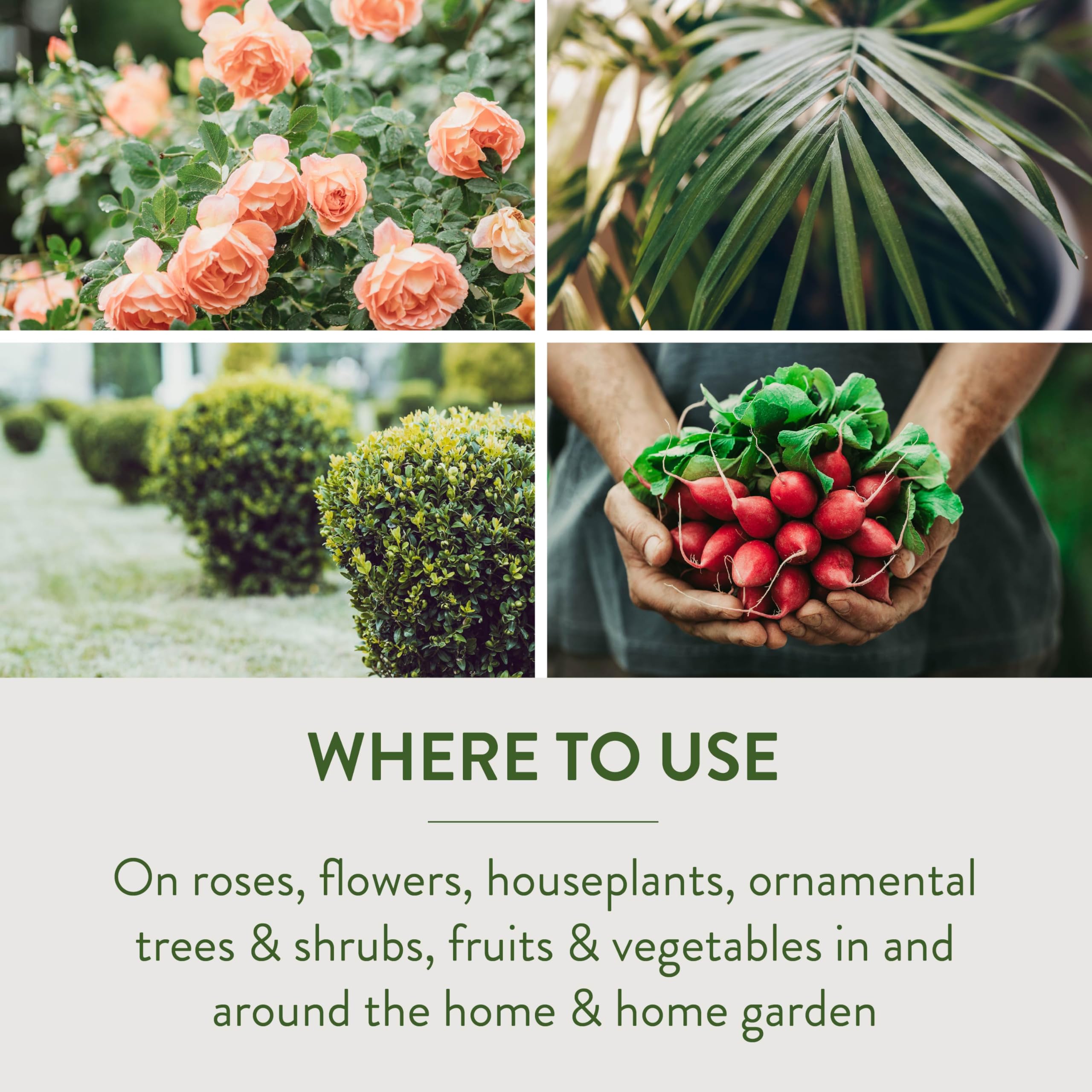 Garden Safe Fungicide 3 fungal disease prevention on roses and ornamentals.