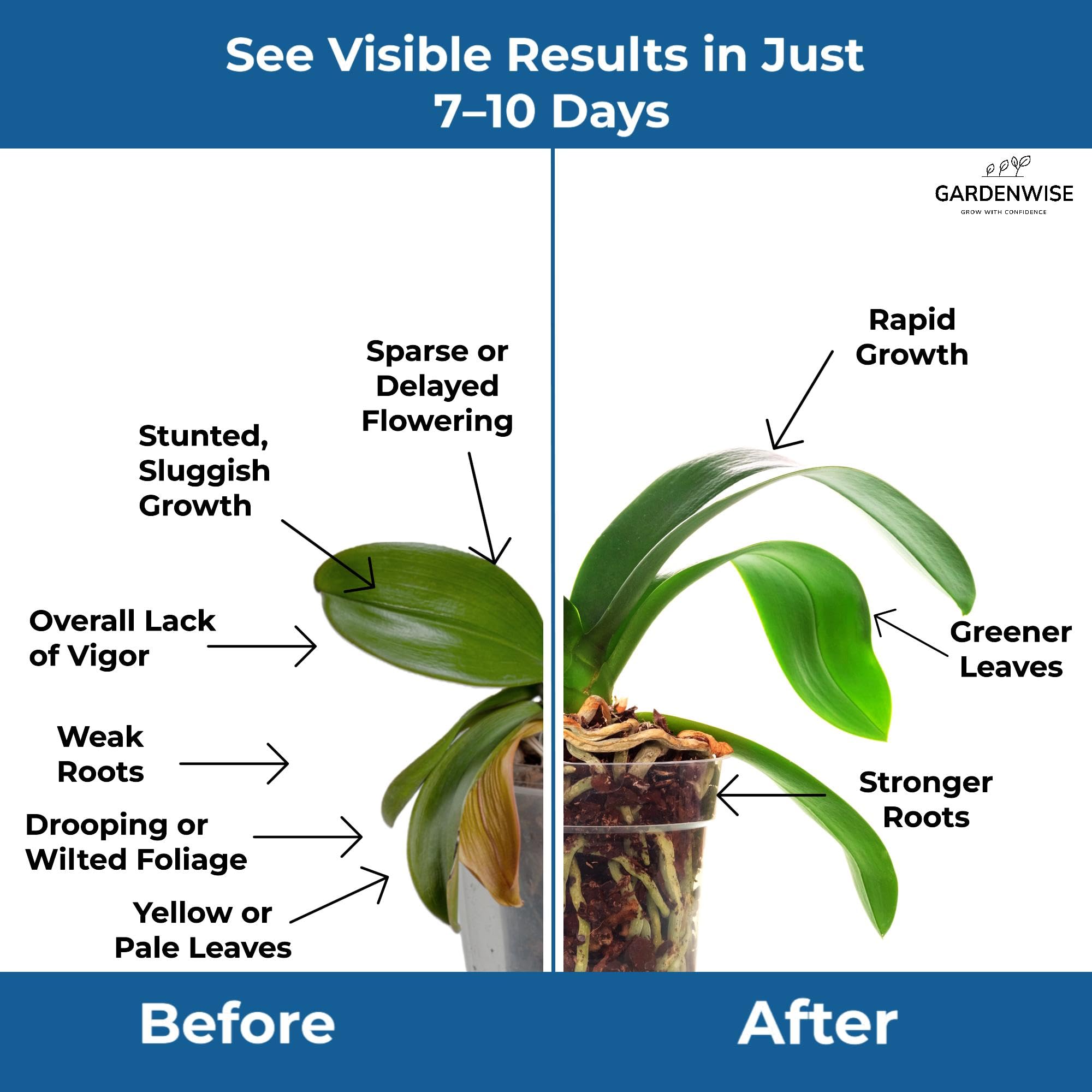 Gardenwise 20-20-20 in hydroponics use supports robust growth in soil-free systems