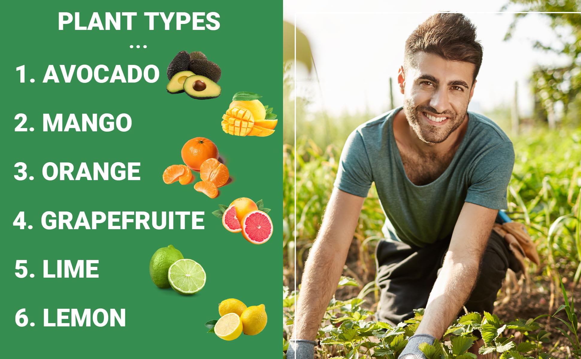Gardenwise avocado citrus fertilizer promotes healthy fruiting and vibrant foliage