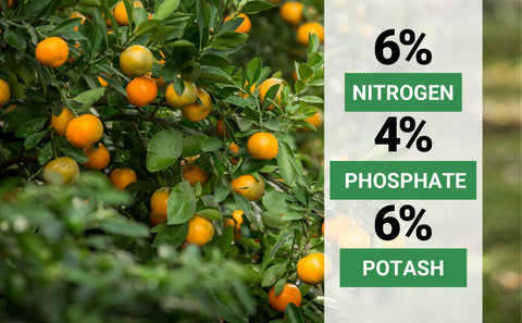 Gardenwise citrus tree fertilizer around orchard trees supports steady growth