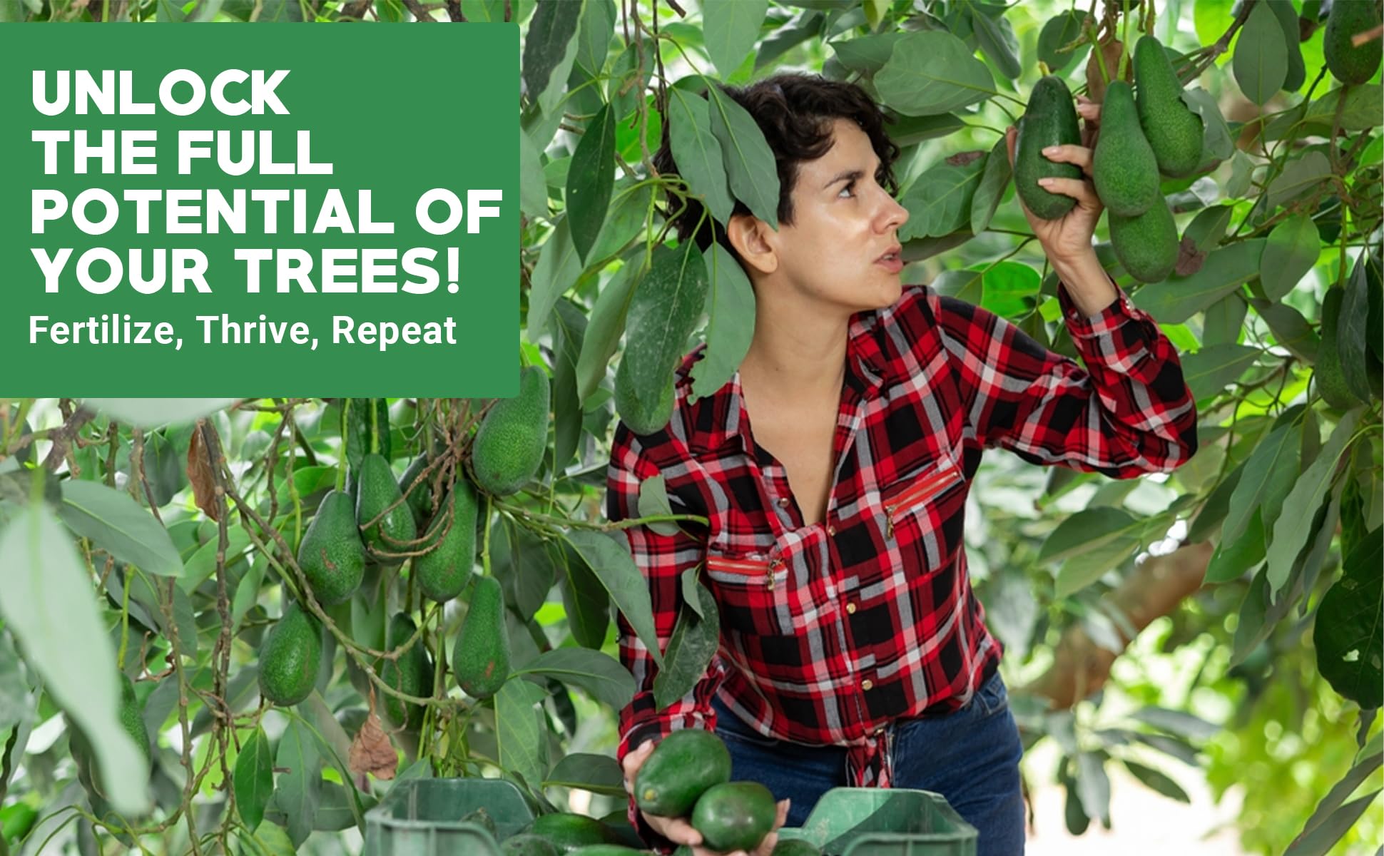 Gardenwise avocado citrus tree food applied to soil in indoor plants