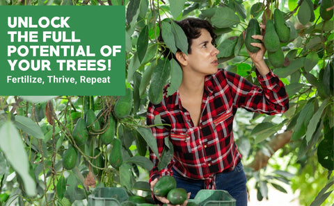Gardenwise avocado citrus tree food applied to soil in indoor plants