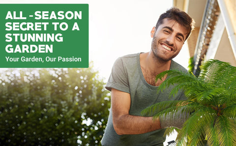 Gardenwise indoor/outdoor palm care for home garden palms.