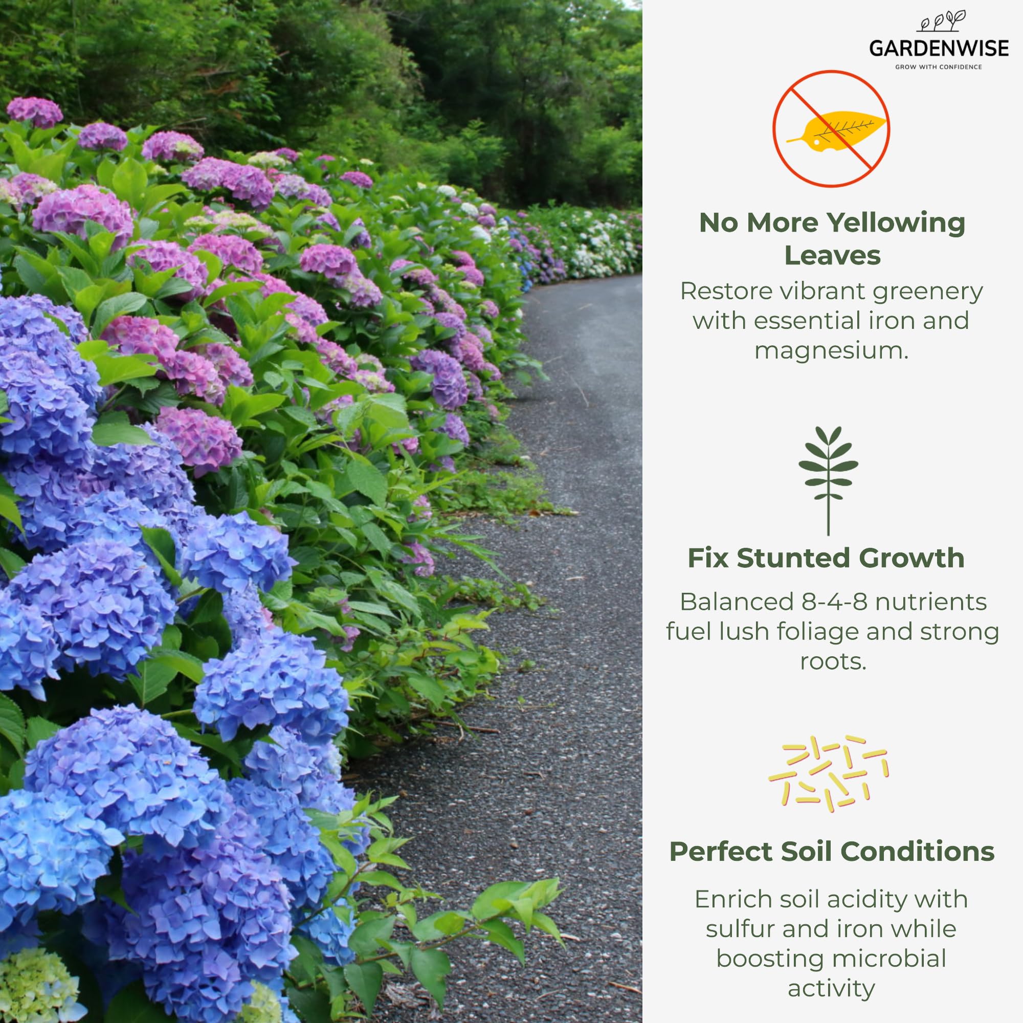 GardenWise hydrangea blooms close-up with bright petals