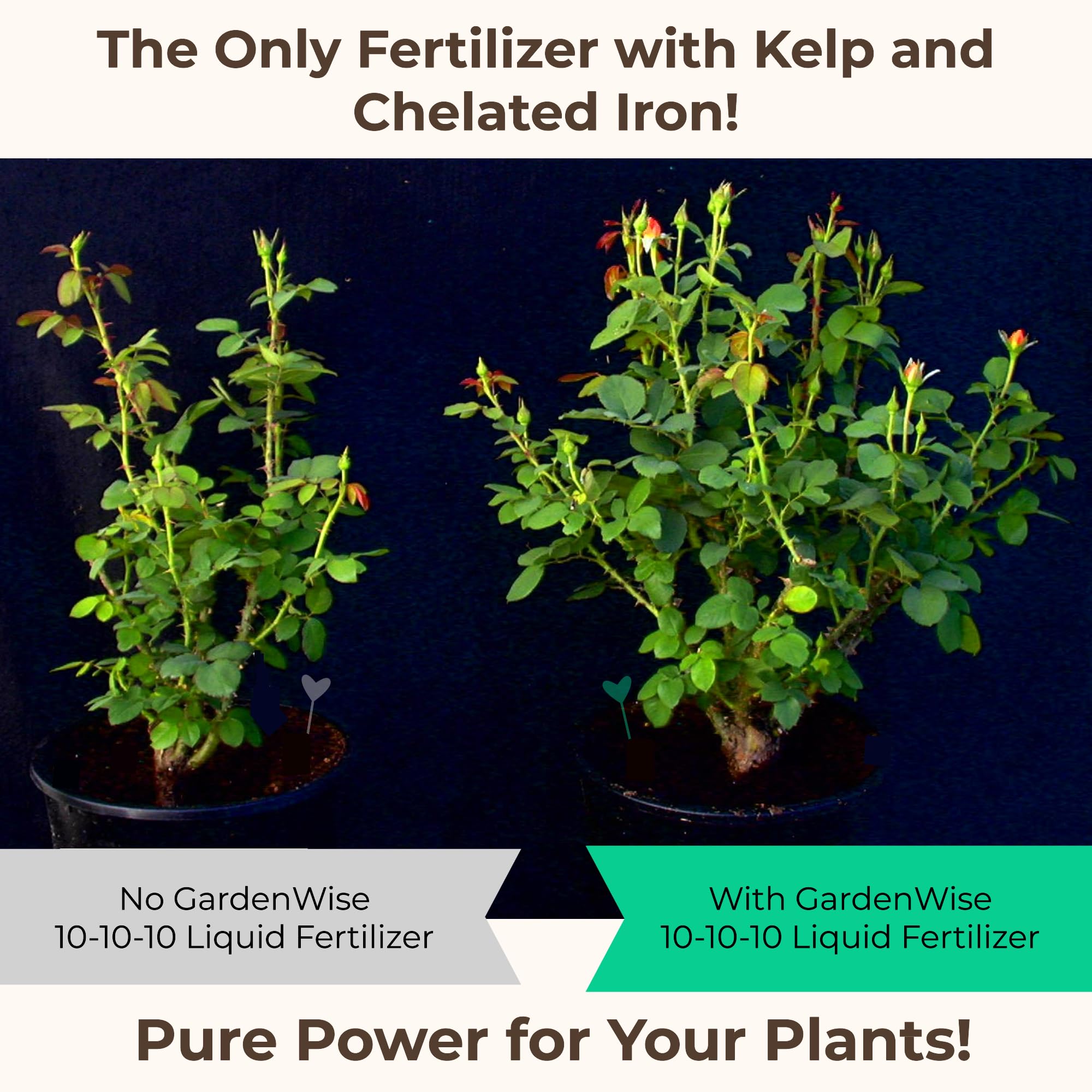 Gardenwise indoor plants thrive with easy mix-and-water application for beginners.