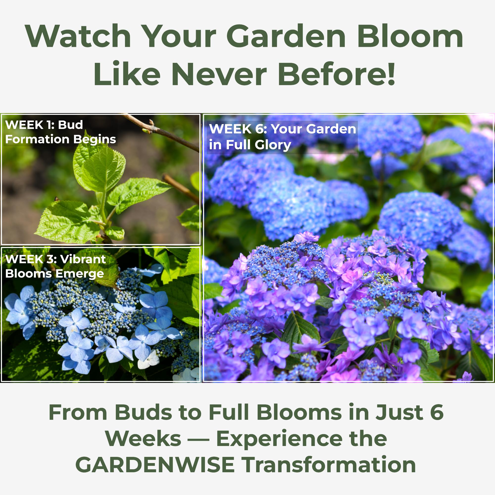 GardenWise indoor potted hydrangea thriving with slow-release nutrients.