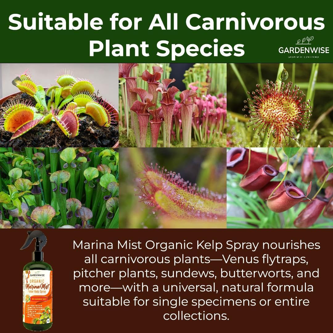 GardenWise Marina Mist applied to pitcher plants for vibrant color and stronger traps.
