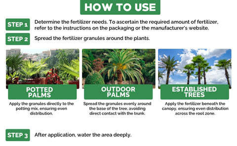 Gardenwise palm canopy growth in a lush tropical setting.