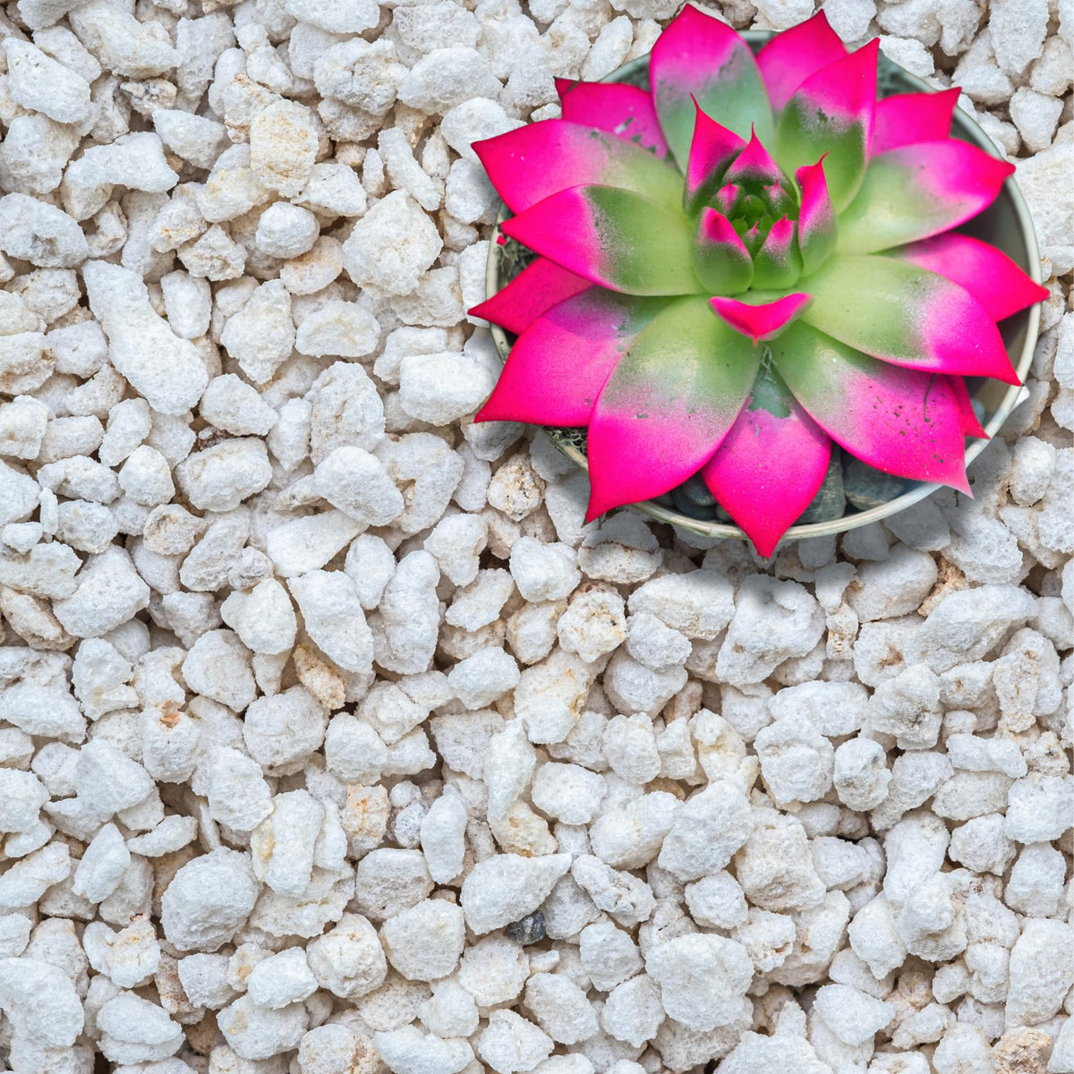 GardenWise Perlite Grade 4 pour shows airy chunks improving drainage for strong root growth