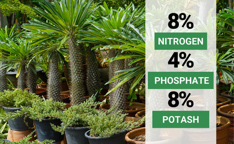 Gardenwise professional-grade palm food for landscapers and hobbyists.