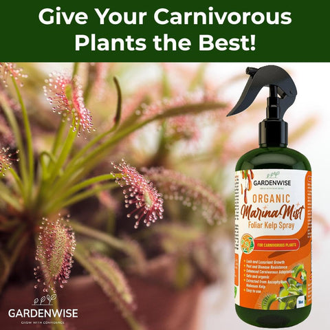 GardenWise Marina Mist enhances sundew leaf sheen and trap activity.