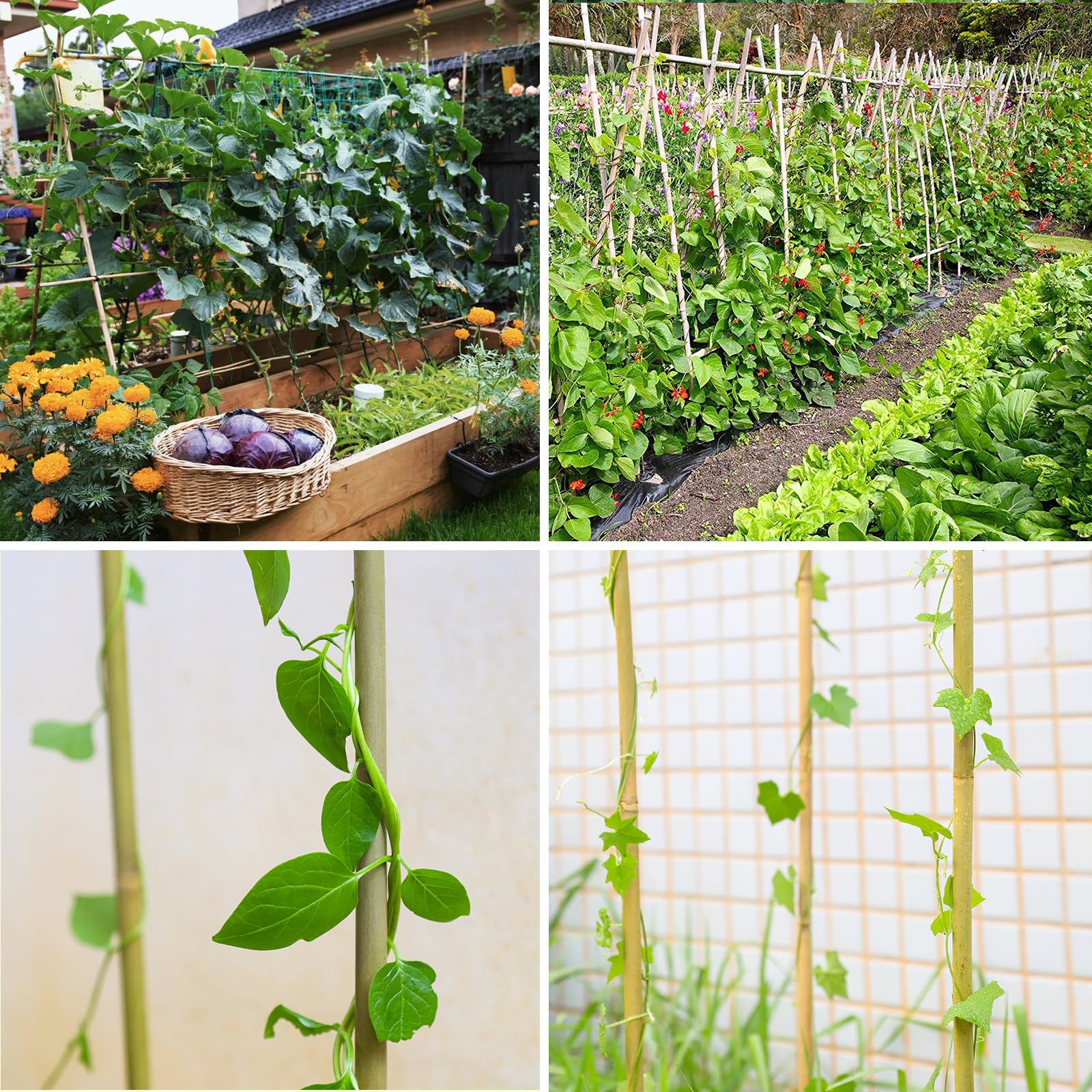Gardgue bamboo stakes assist upright growth of potted plants on a balcony.