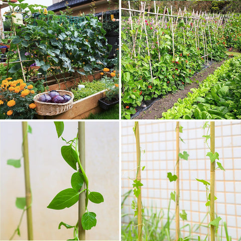 Gardgue bamboo stakes assist upright growth of potted plants on a balcony.