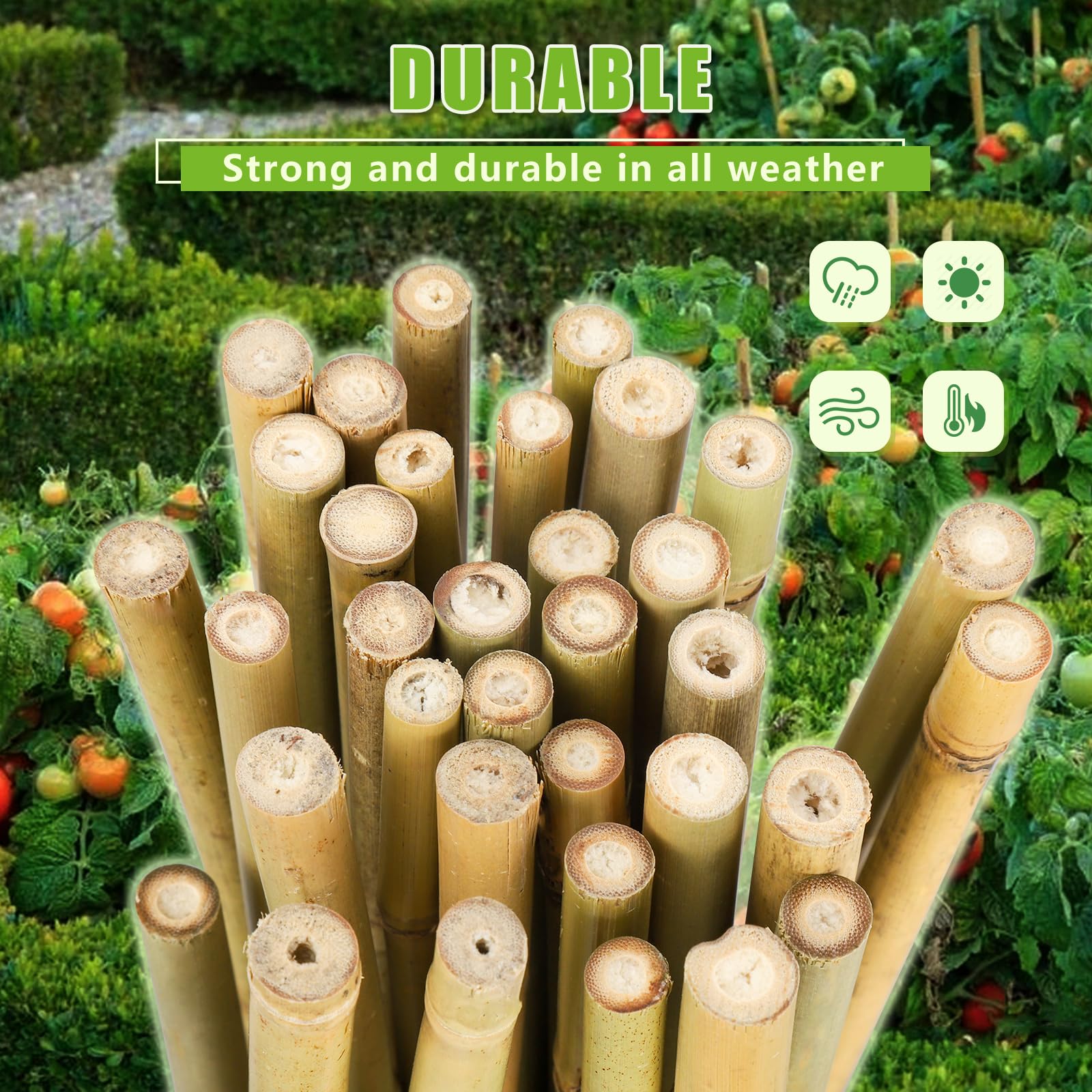 Gardgue bamboo stakes arranged to form a trellis for climbing vines.