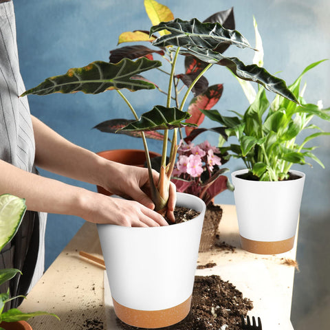 GARDIFE 5-inch self-watering pot with water level observation and plant-friendly design.
