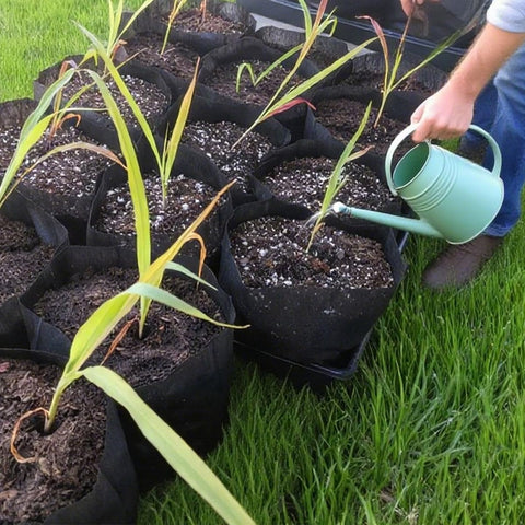 Gardtree breathable fabric supports vigorous seedling development on windowsills.