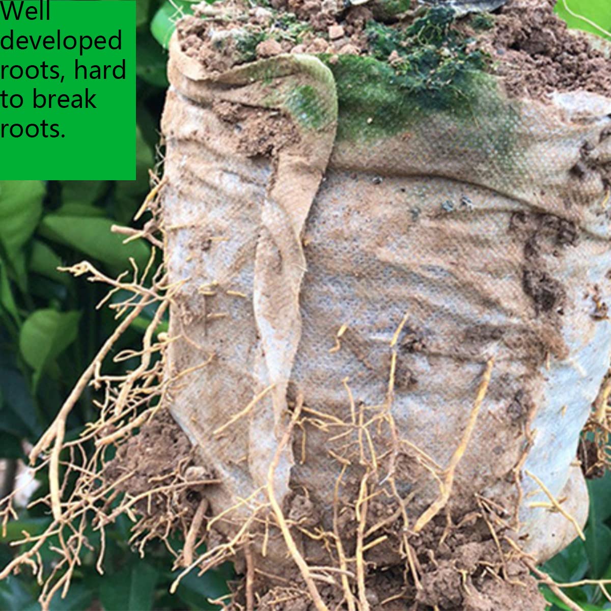 Gardtree transplant-friendly bags reduce root damage during planting.